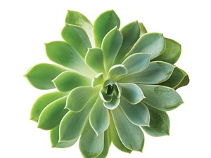 Green Succulent 