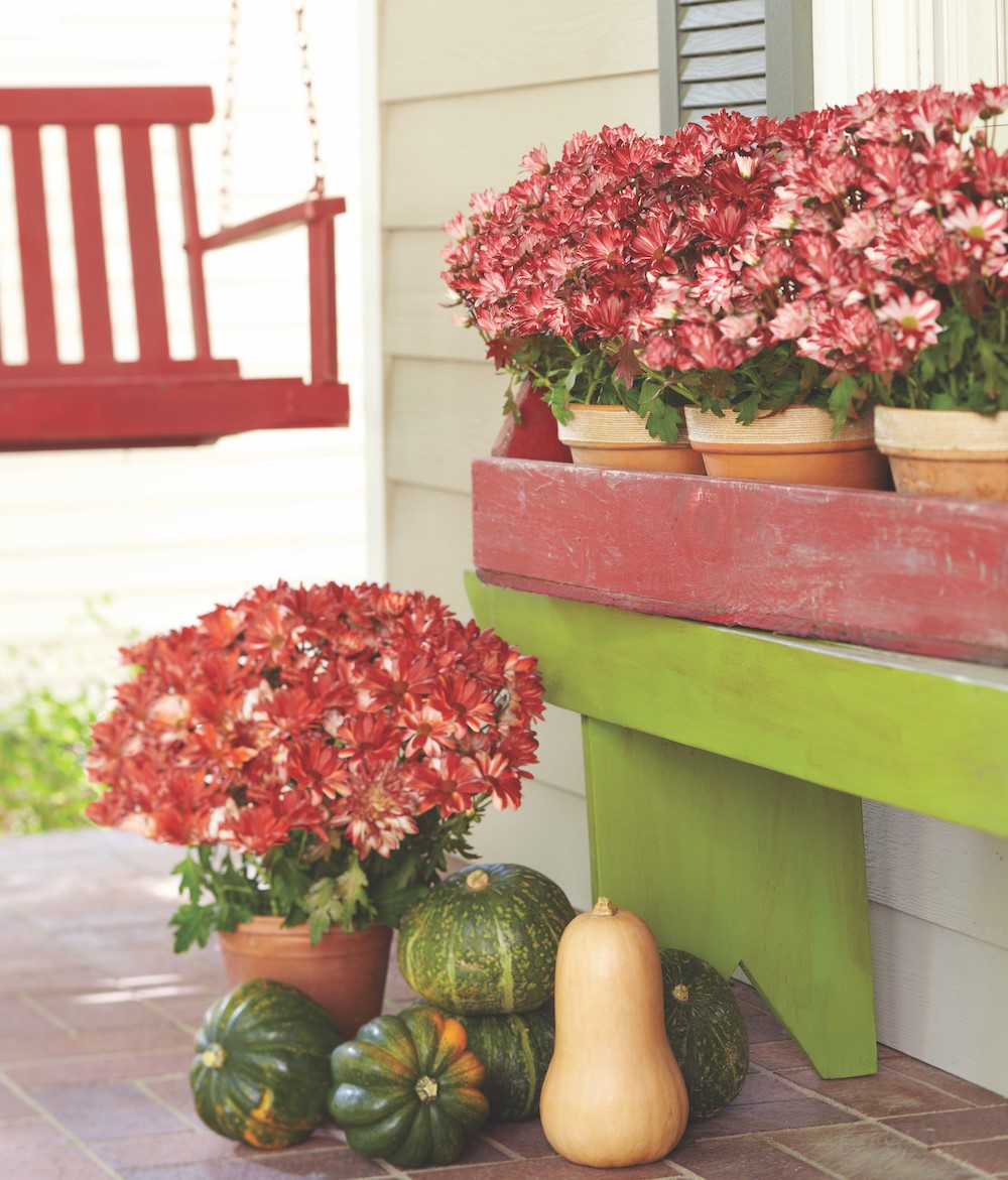 Fall red mums on patio with a variety of squashes