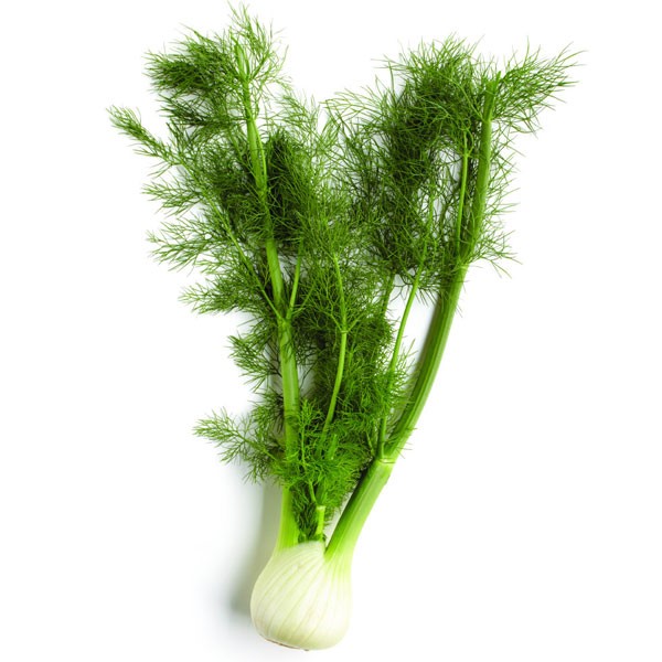 Fennel Plant